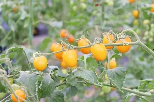 吃瓜群众瓜果飘香季