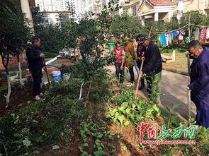 江西泰豪附近网红菜地,田园风光中的美食秘境