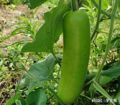 吃瓠子瓜会上火吗,揭秘瓜类食物的火气影响