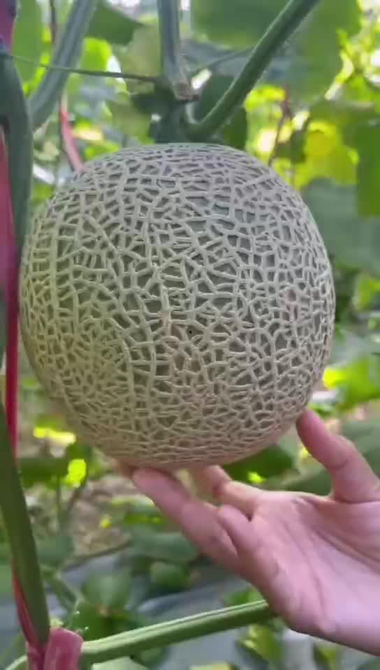 减肥期间吃玲珑蜜瓜,减肥期间的甜蜜选择